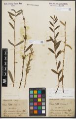 Foto von Salix purpurea L. x Salix repens L.